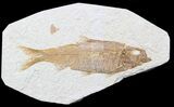 Large, Knightia Fossil Fish - Wyoming #40497-1